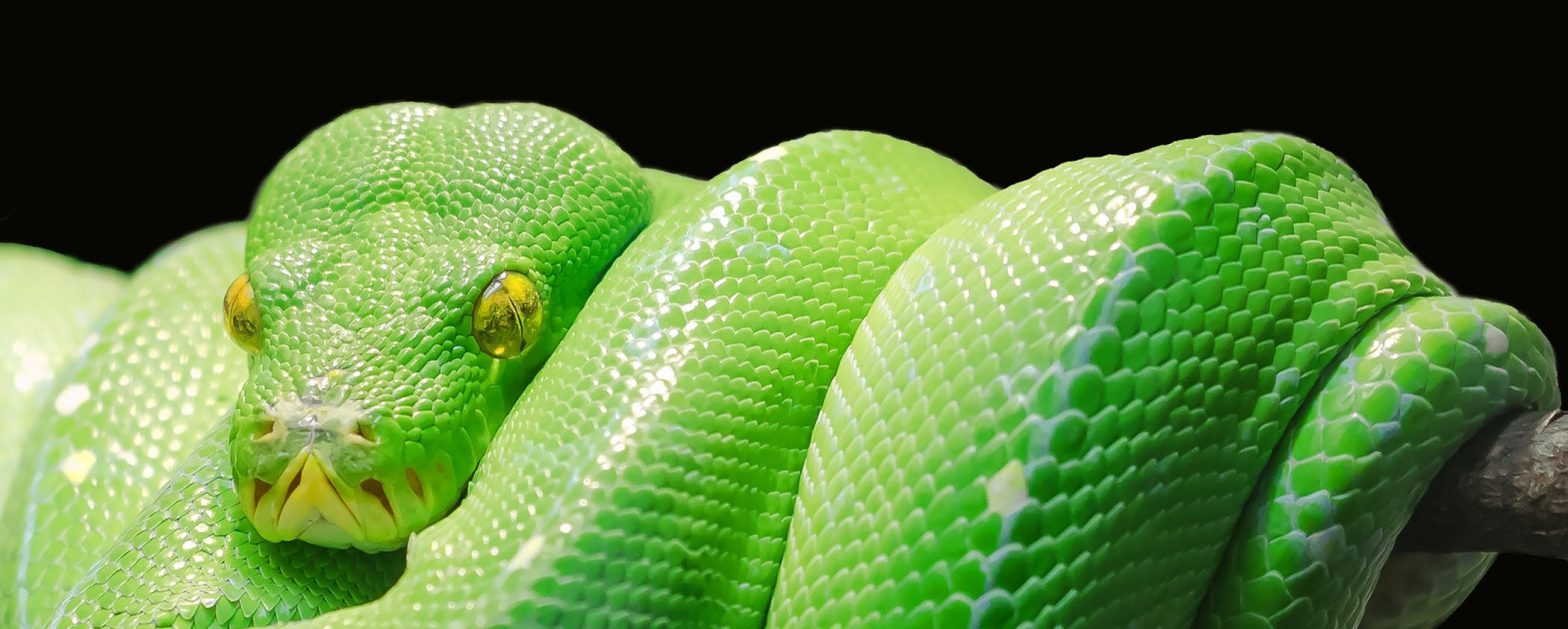 Winnipeg Reptiles The breeder’s choice for quality animals, service and supplies.