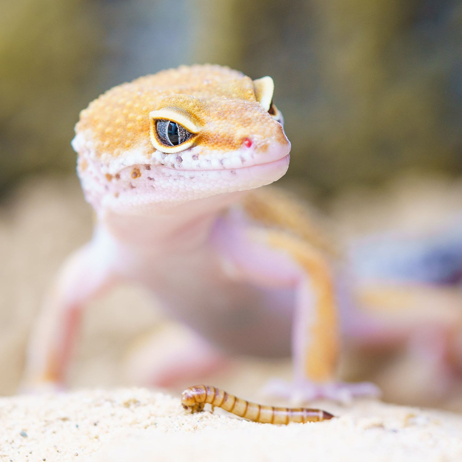 Winnipeg Reptiles The breeder’s choice for quality animals, service and supplies.