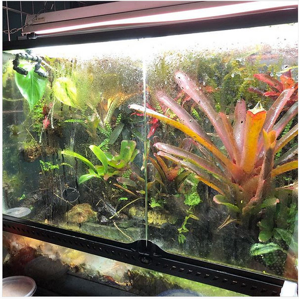 Winnipeg Reptiles The breeder’s choice for quality animals, service and supplies.